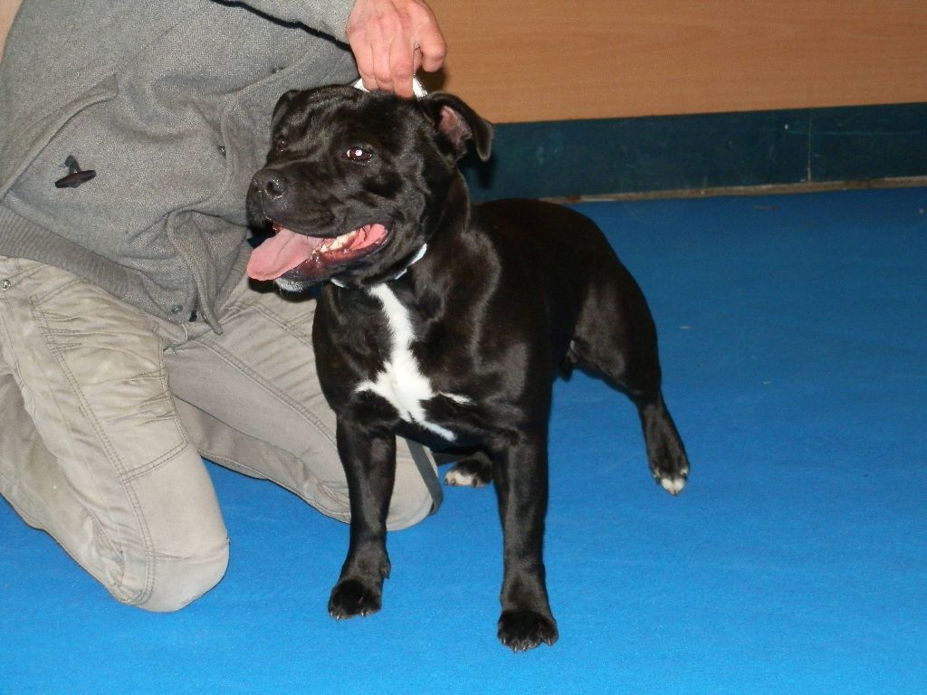 Very Best Dream - EXPOS 2015 : St Brieuc /CACIB