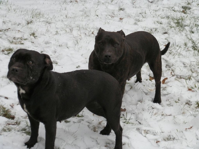 Mes Staffies au quotidien